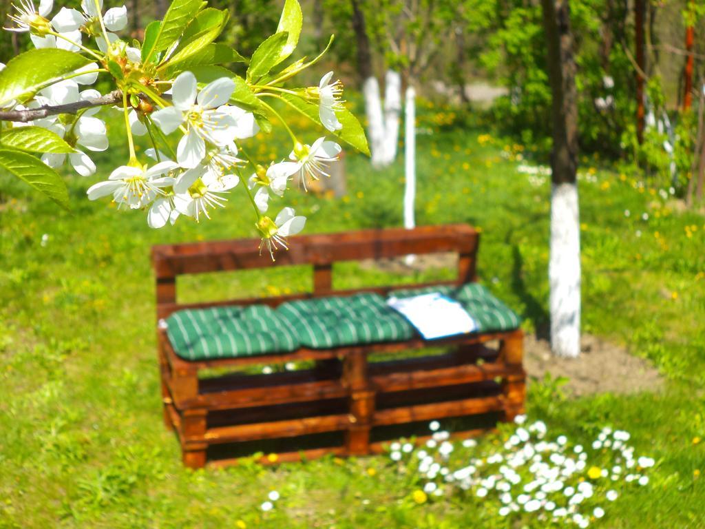 Pensiunea Valea Cernei 下泰柳库 外观 照片