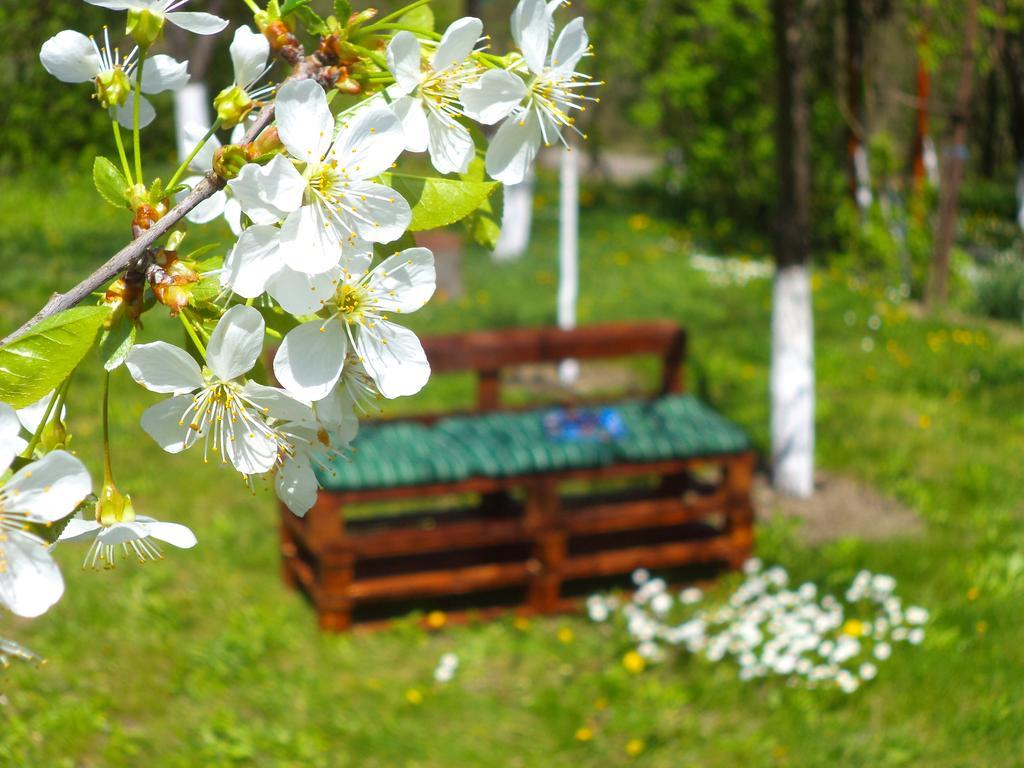 Pensiunea Valea Cernei 下泰柳库 外观 照片